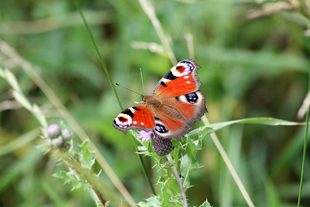 Schmetterling auf einer Diestelblüte