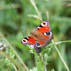 Schmetterling auf einer Diestelblüte