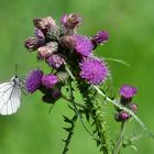 Schmetterling auf einer Distel