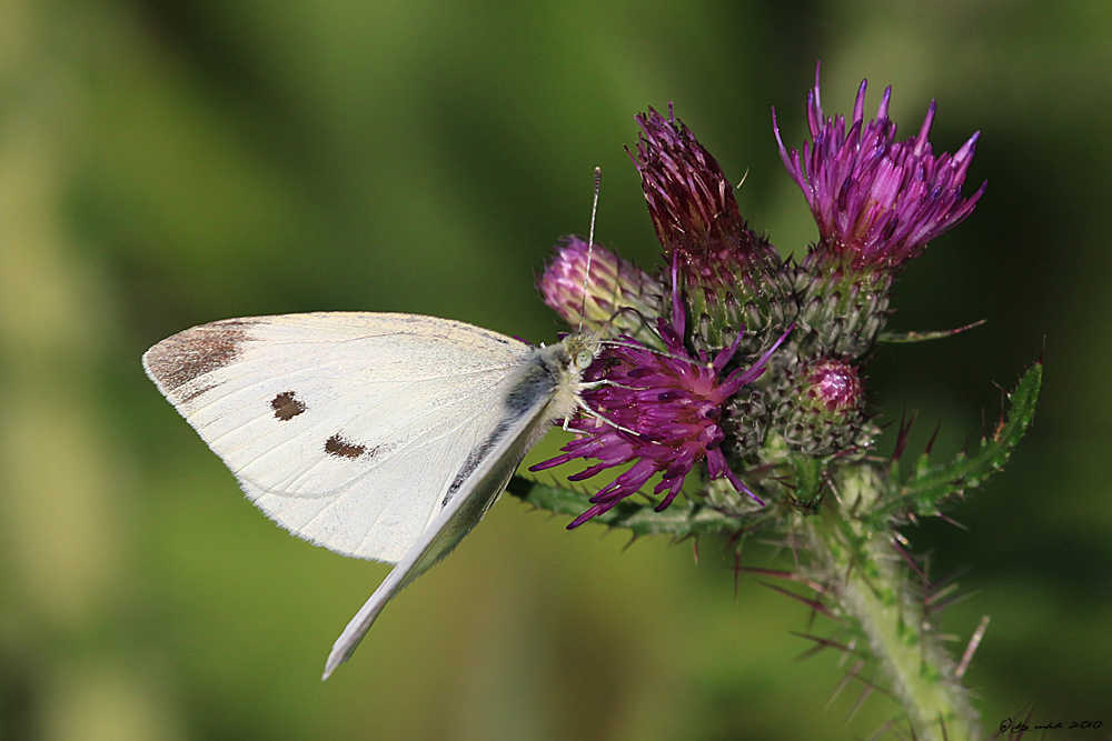 Schmetterling auf einer Distel