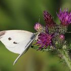 Schmetterling auf einer Distel