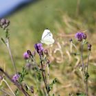 Schmetterling auf einer Distelblüte