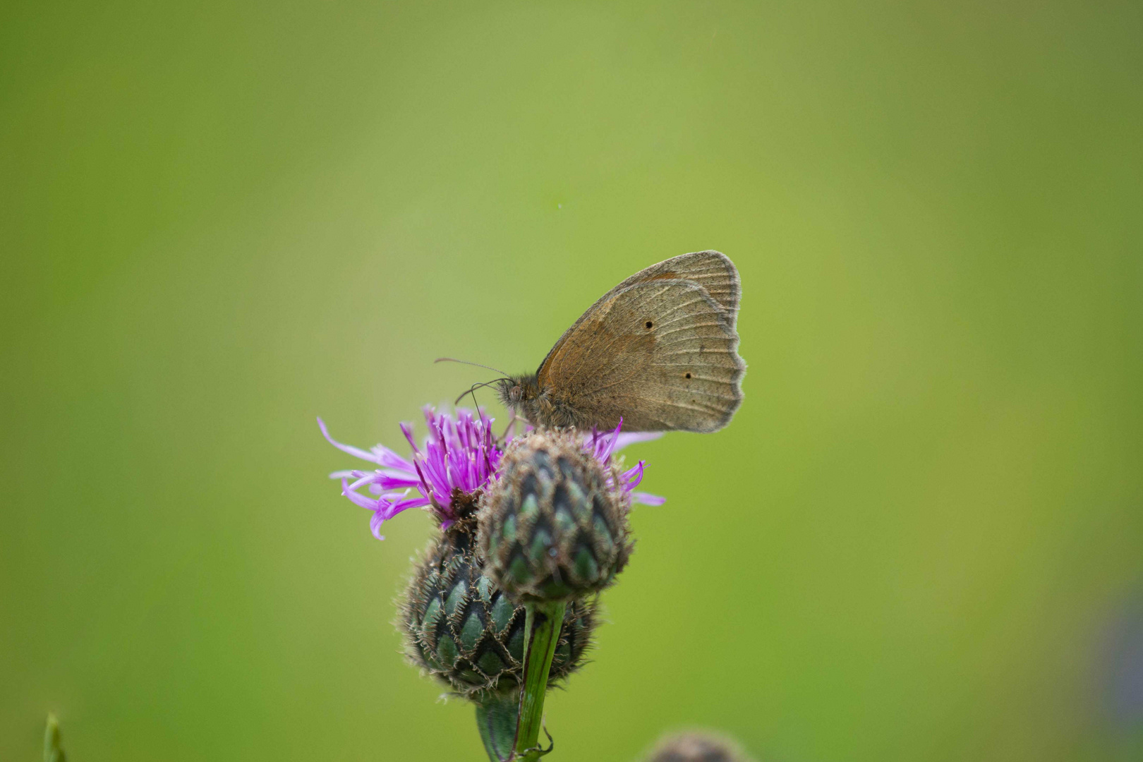 Schmetterling auf einer Distelblüte