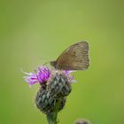 Schmetterling auf einer Distelblüte