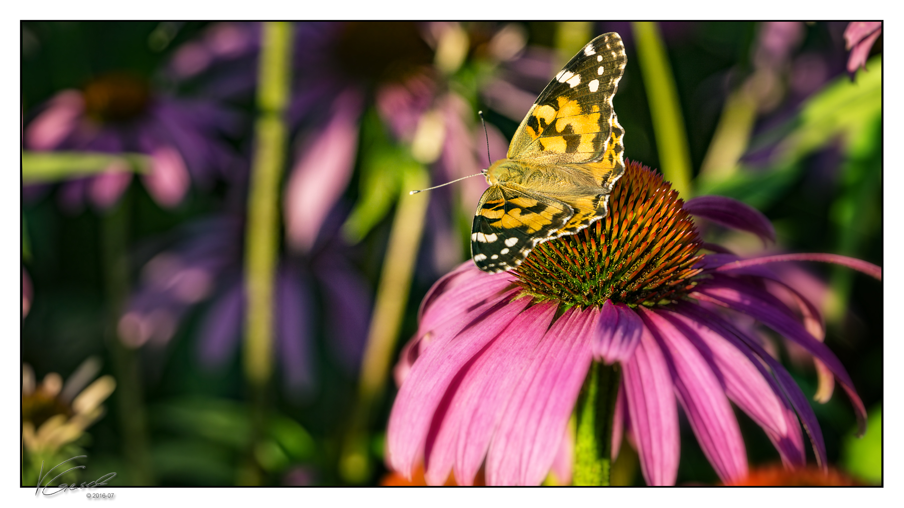 ... Schmetterling auf einer Echinacea