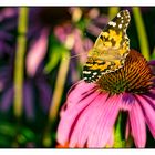 ... Schmetterling auf einer Echinacea