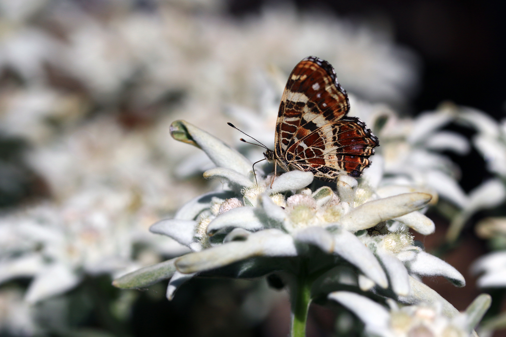 Schmetterling auf einer Edelweißblüte