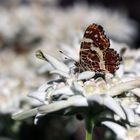 Schmetterling auf einer Edelweißblüte