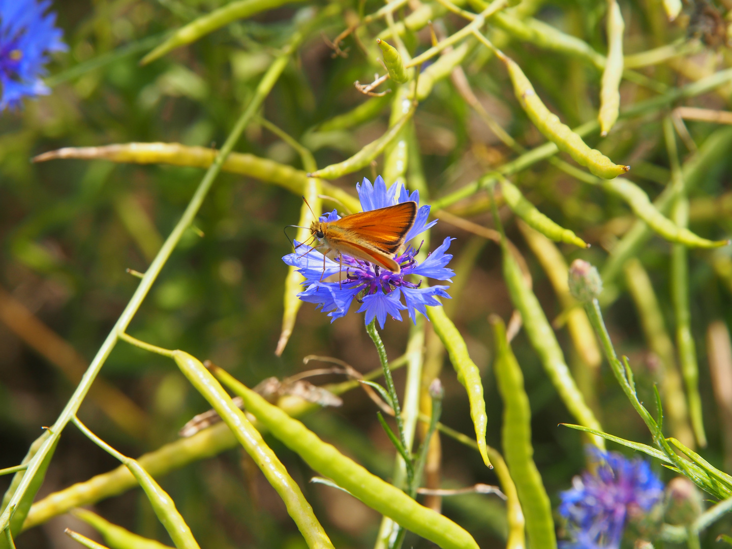 Schmetterling auf einer Kornblume