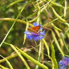 Schmetterling auf einer Kornblume