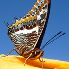 Schmetterling auf einer Melone