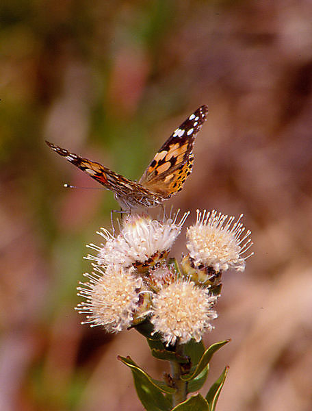 Schmetterling auf einer Protea