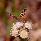 Schmetterling auf einer Protea