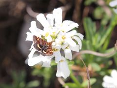 Schmetterling auf einer Schleifenblume