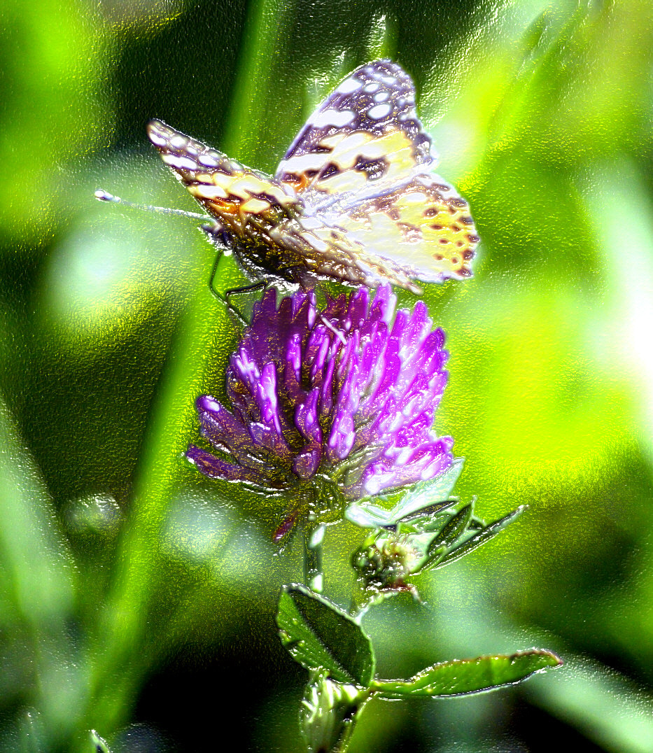 Schmetterling auf einer Sommerwiese