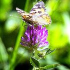 Schmetterling auf einer Sommerwiese