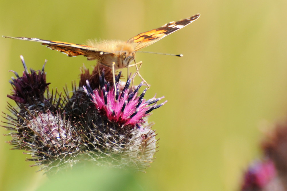 Schmetterling auf einer Stranddistel