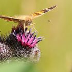 Schmetterling auf einer Stranddistel