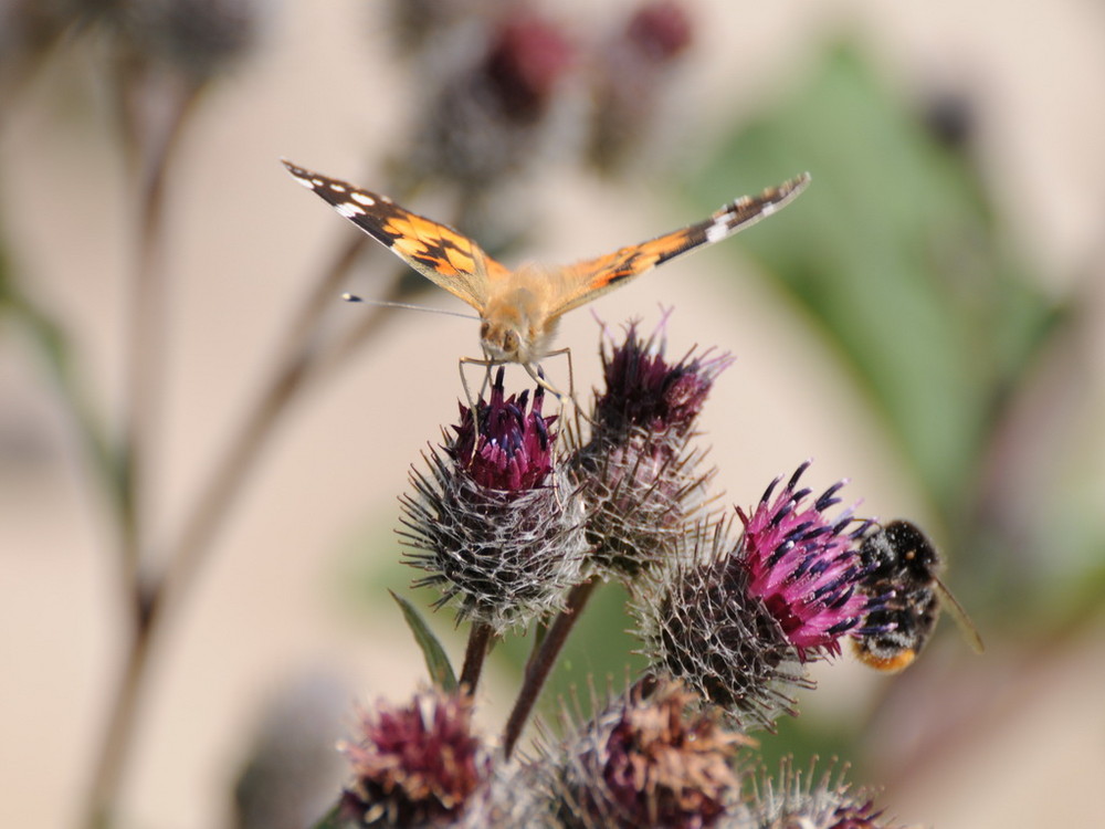 Schmetterling auf einer Stranddistel II