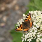 Schmetterling auf einer von hunderten Alliumblüten....