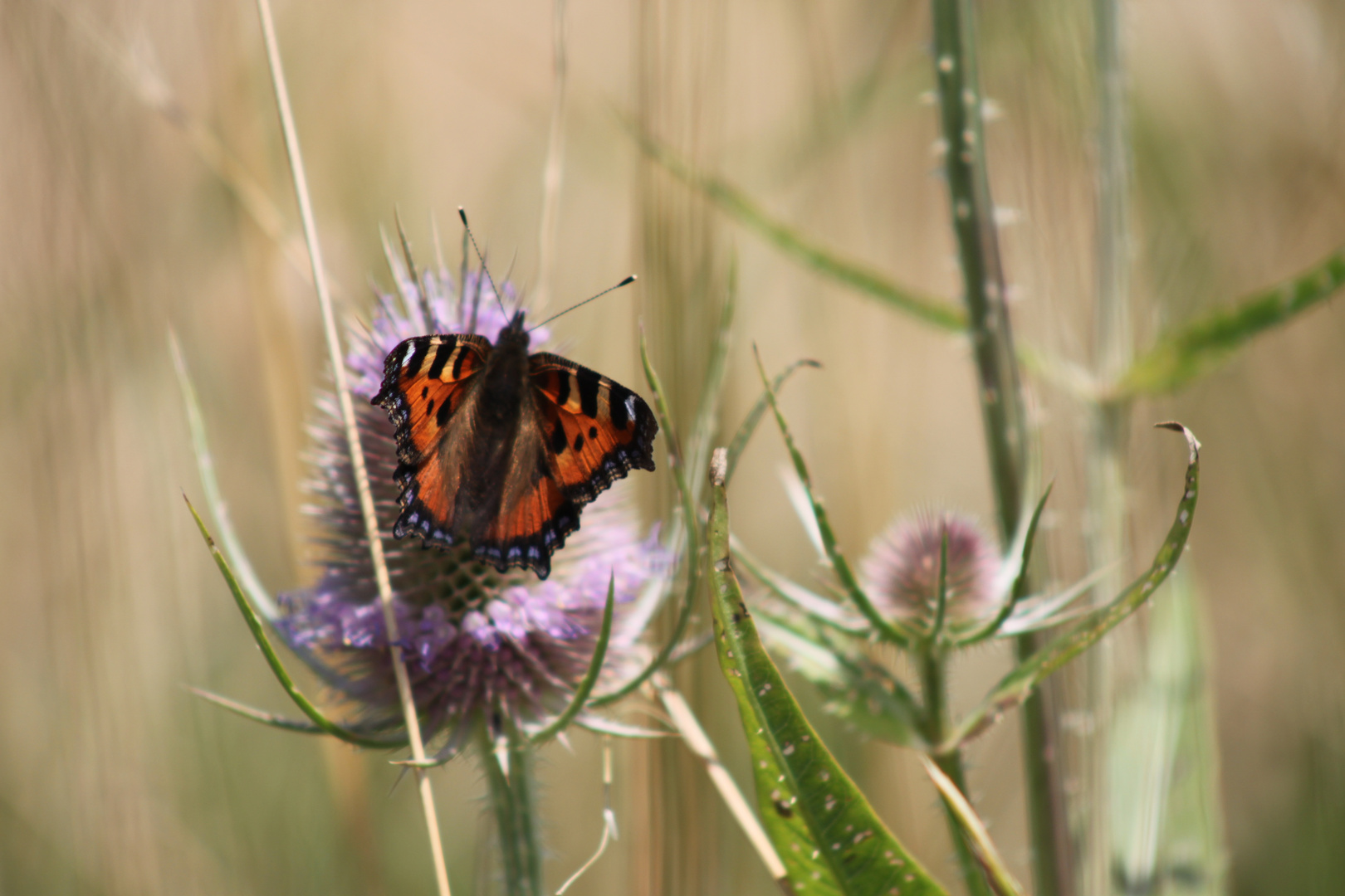 Schmetterling auf einer Weberkarde