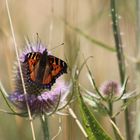 Schmetterling auf einer Weberkarde