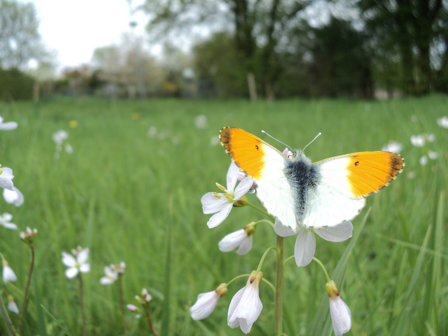 Schmetterling auf einer Wiese