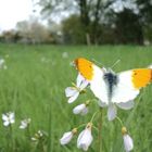 Schmetterling auf einer Wiese