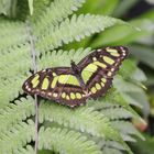 Schmetterling auf Farn