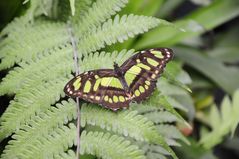 Schmetterling auf Farn