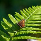 Schmetterling auf Farn