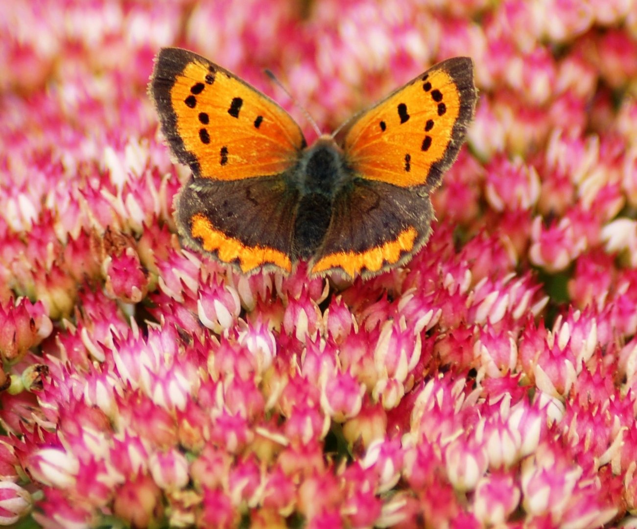 Schmetterling auf feinen Blüten