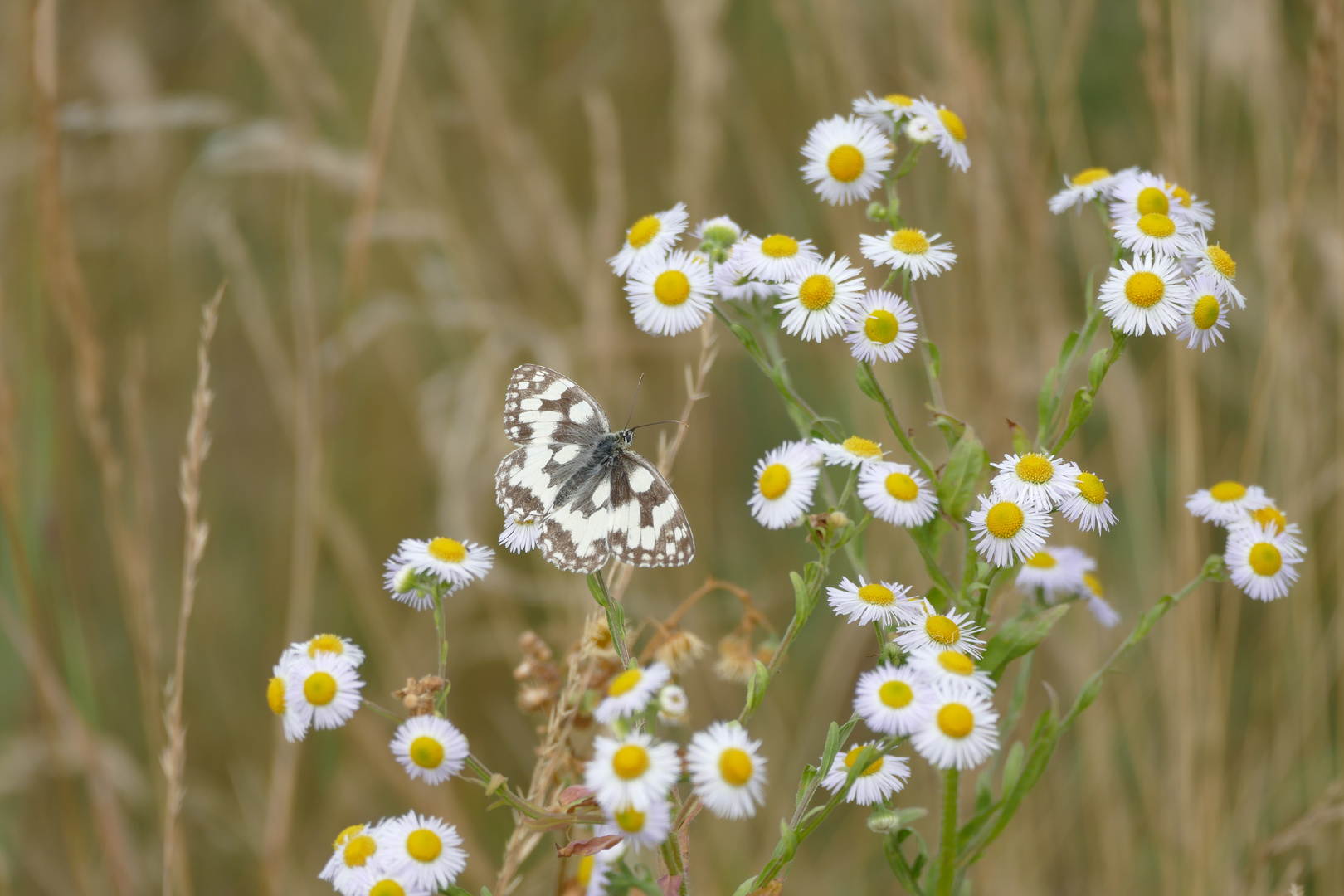 Schmetterling auf Feinstrahl