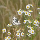 Schmetterling auf Feinstrahl