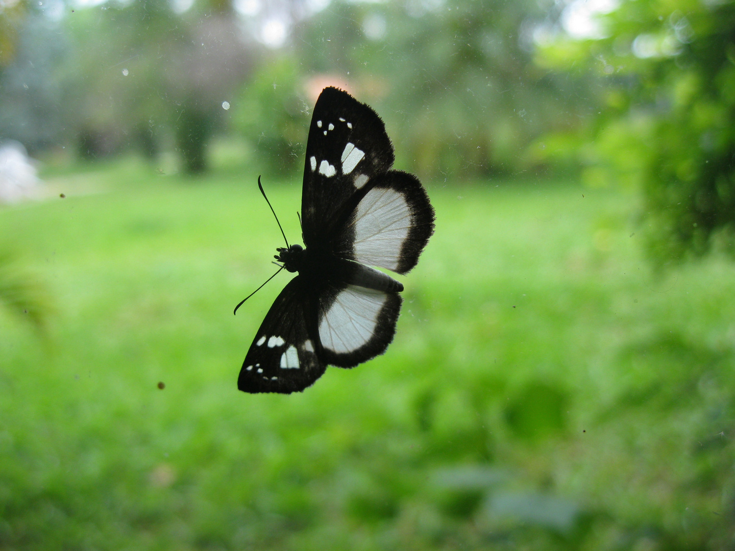 Schmetterling auf Fensterscheibe