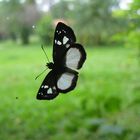 Schmetterling auf Fensterscheibe