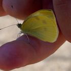 Schmetterling auf Finger