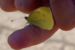 Schmetterling auf Finger