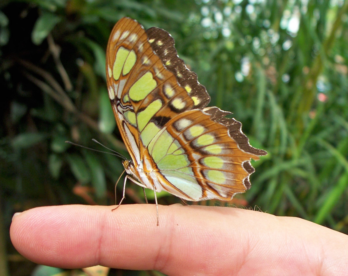 Schmetterling auf Finger  (Malachitfalter)