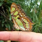 Schmetterling auf Finger  (Malachitfalter)