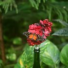 Schmetterling auf Flasche 