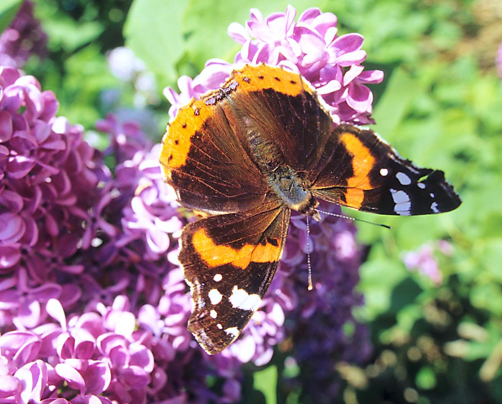 Schmetterling auf Flieder (2)