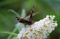 Schmetterling auf Flieder