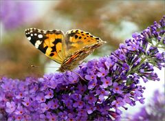 Schmetterling auf Flieder