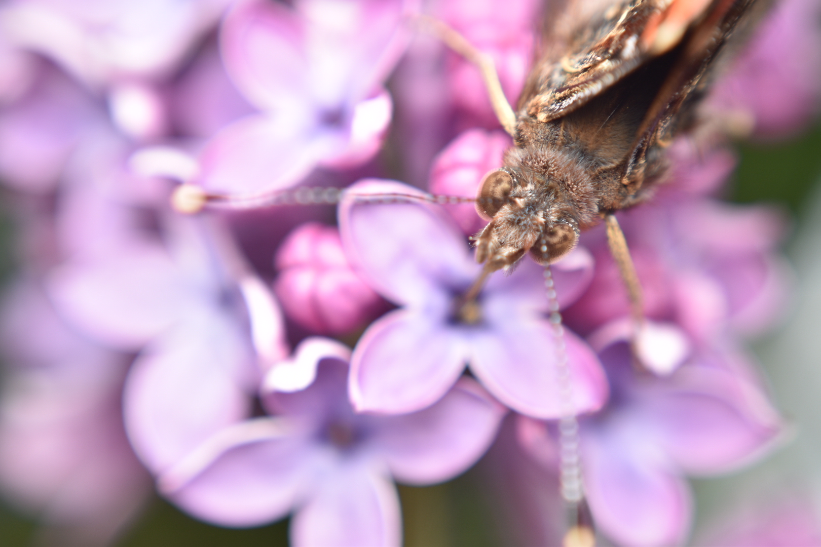 Schmetterling auf Flieder