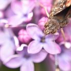 Schmetterling auf Flieder