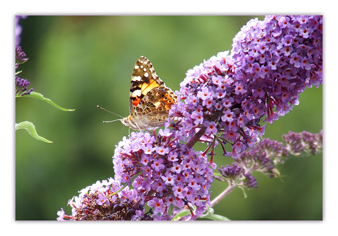 schmetterling auf flieder