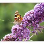 schmetterling auf flieder