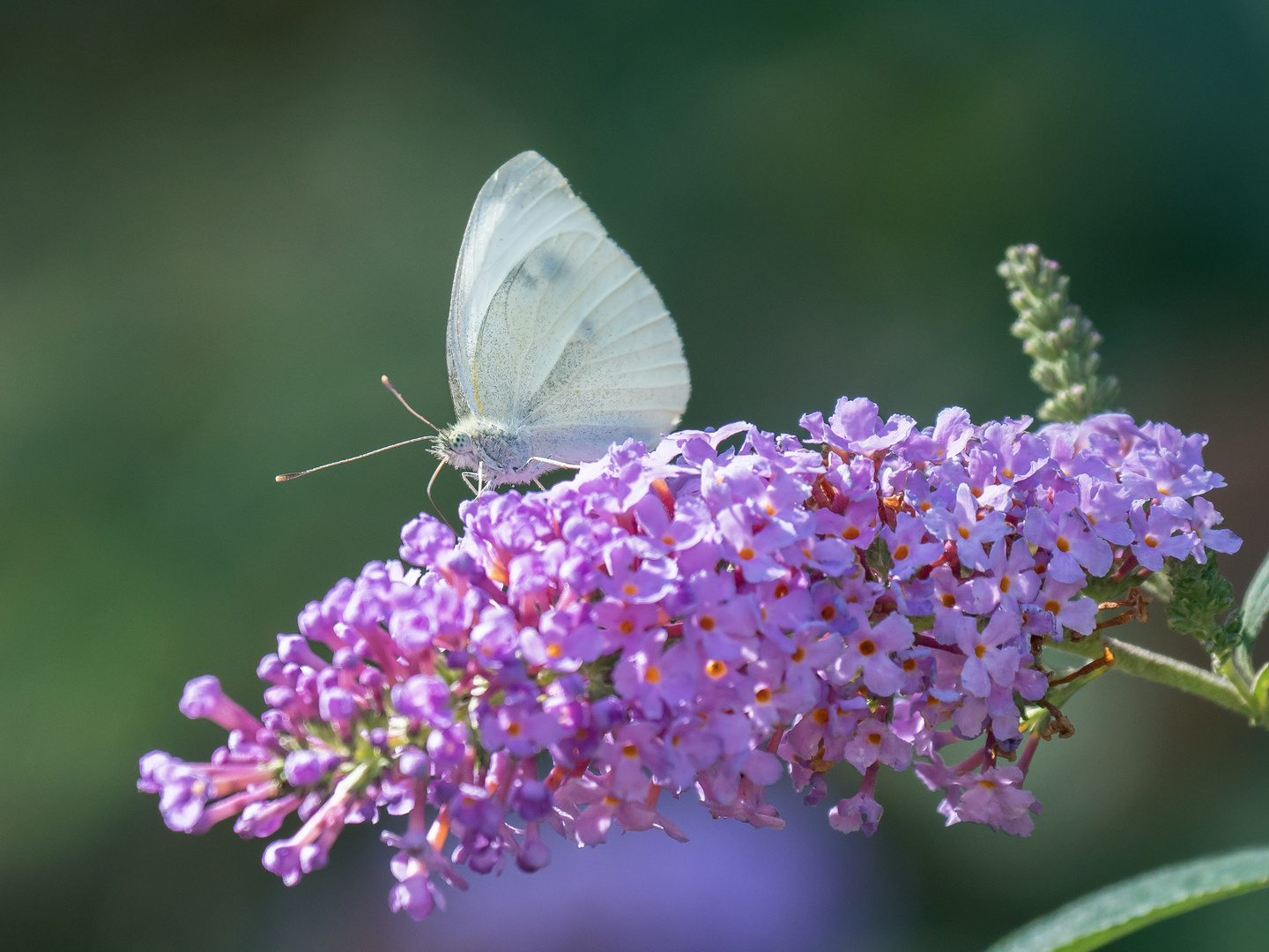 Schmetterling auf Flieder