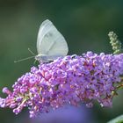 Schmetterling auf Flieder